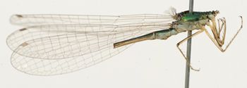 Media type: image; Entomology 12286   Aspect: habitus lateral view